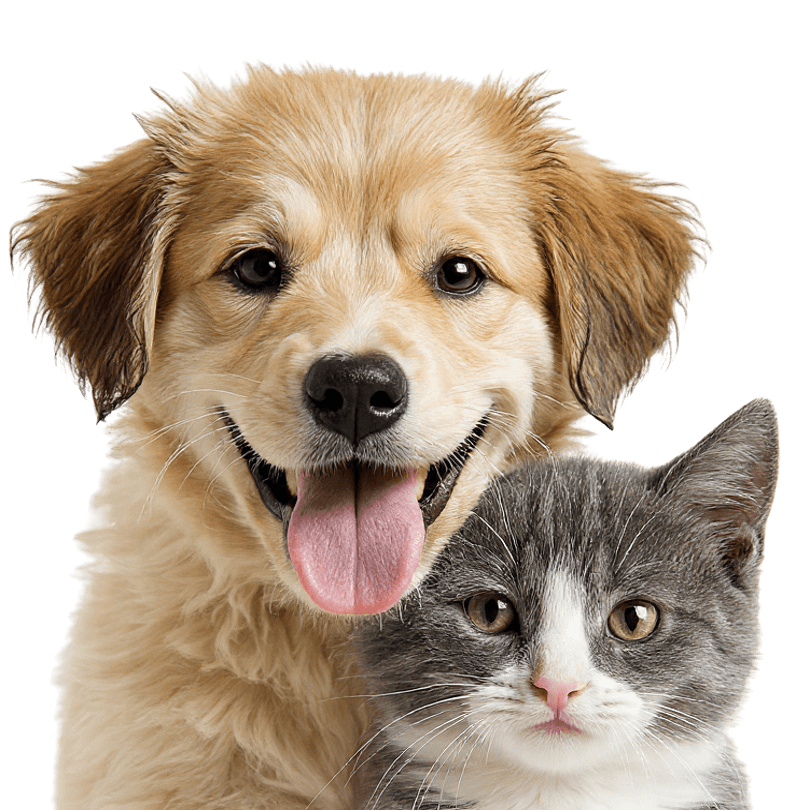 Cachorro e gato felizes em ilustração moderna